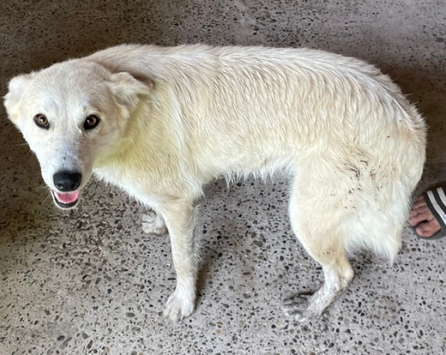 Chien perdu 1.jpg