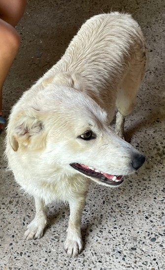 Chien perdu 2.jpg